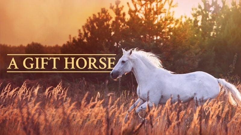 A Gift Horse John Schneider Pure Flix