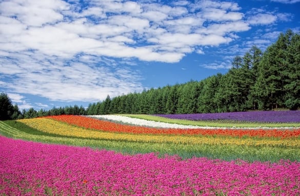 Colorful Field of Flowers | Pure Flix Colorful Field of Flowers | Pure Flix