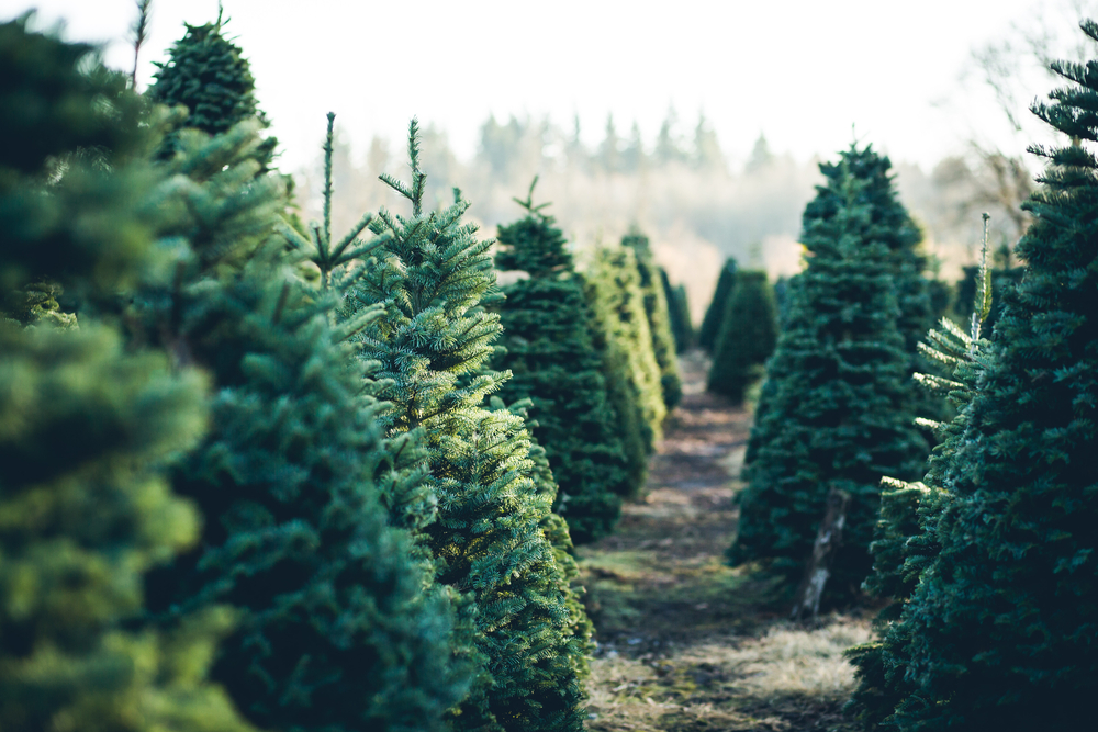 interesting-Christmas-facts-600px-412px