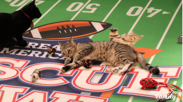 Screenshot 2026-02-02 at 4.21.17 PM