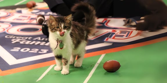 great american rescue bowl cat and football